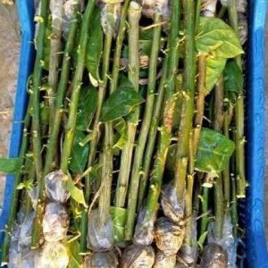 ২০ পিস গুটি কলম ৫০০ টাকা