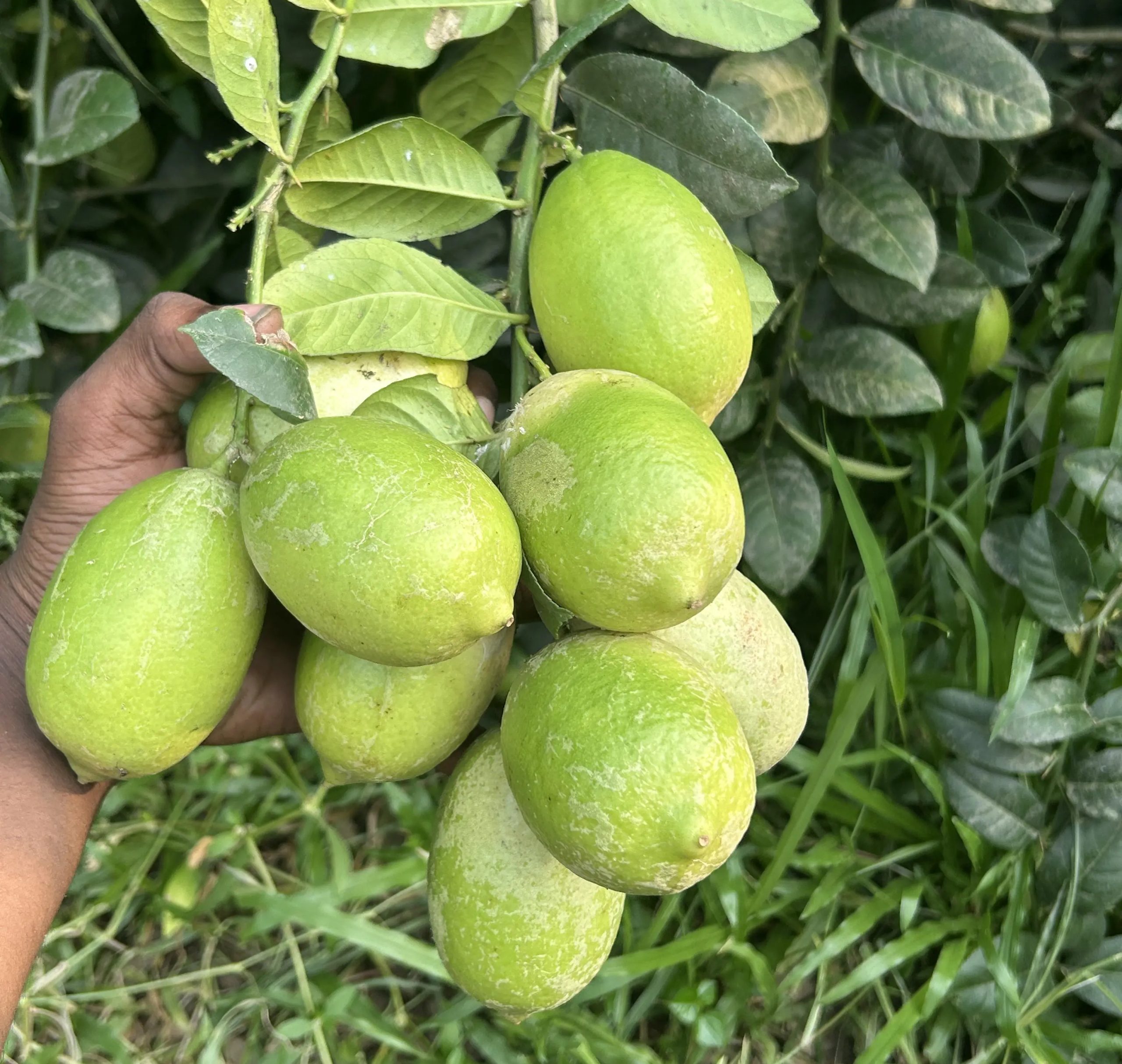 Sujon Agro China 3 Seedless Lemon